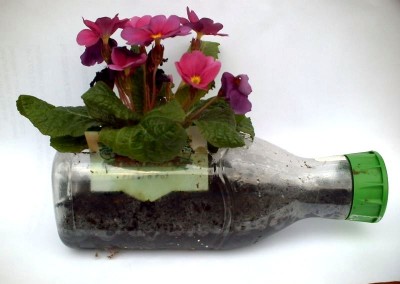 Plant In Bottle