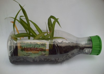 Plant In Bottle 2