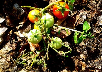 Inner City Gardening