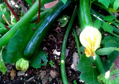 Growing Food In Deptford