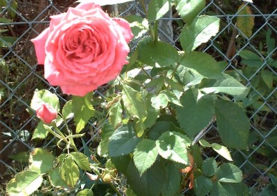 Deptford Rose 2